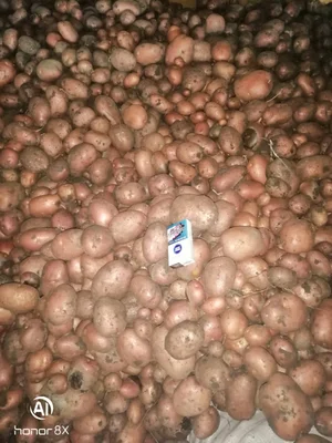 Картофель розовый, внутри белый