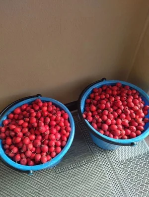Шиповник