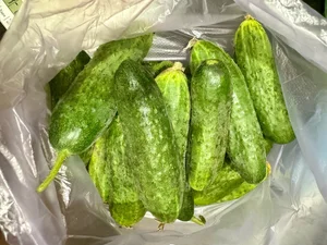 Огурцы