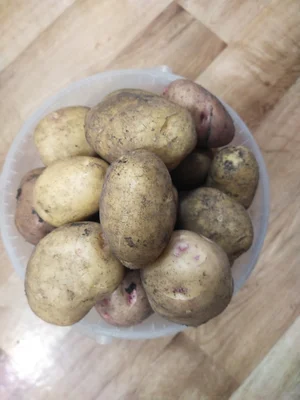 Картофель