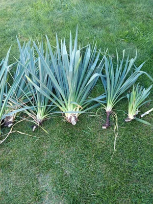 Саженцы Юкки нитчатой
