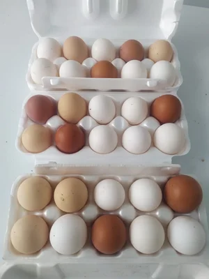 Молодые суповые домашние петушки