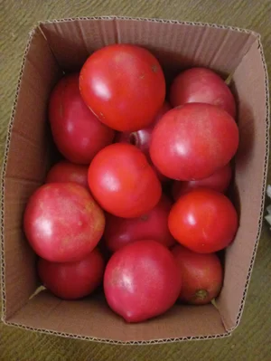 Картофель