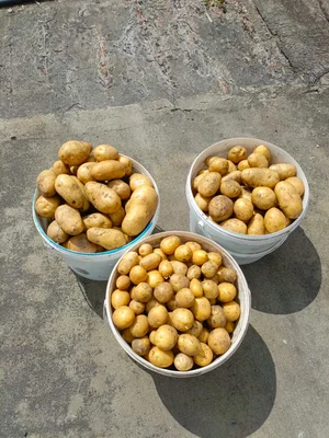 Картофель КРУПНЫЙ