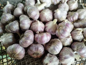 Картофель сорта Коломбо, Королева Анна и Жуковский