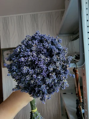 Пучки лаванды