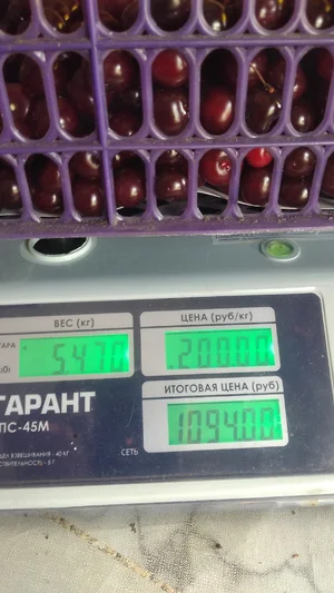 Вишня