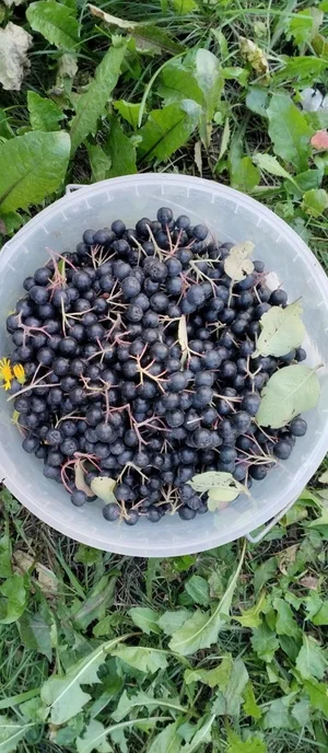 Черноплодная рябина