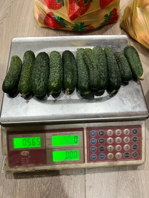 Помидоры розовые мелкие