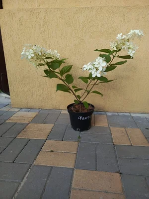Метельчатые гортензии