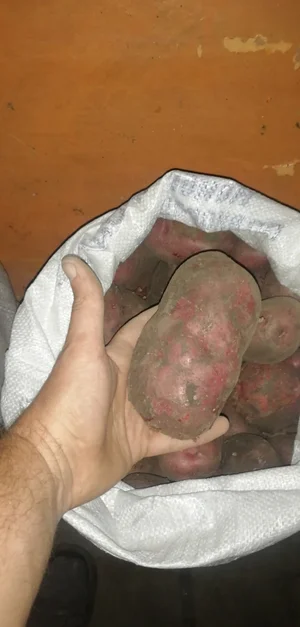 Картофель