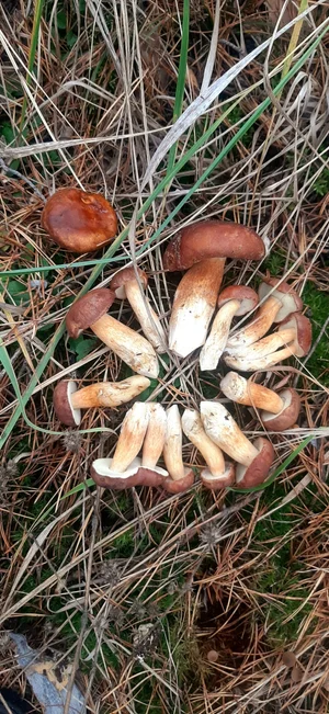 Грибы маринованные