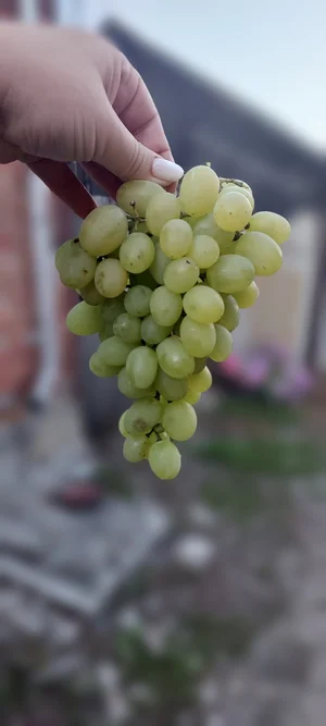 Чеснок