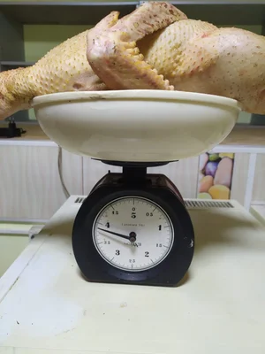 Домашняя уточка