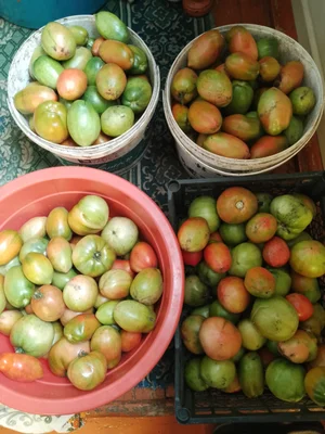 Картофель