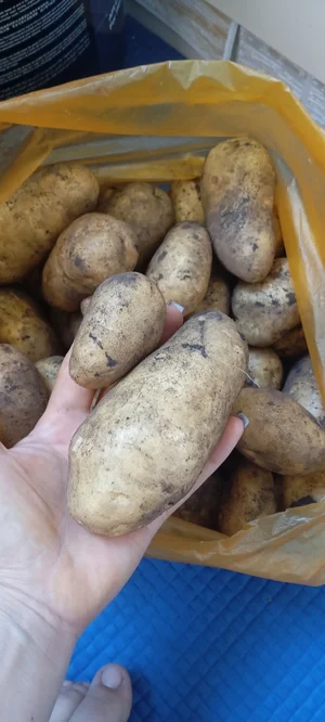 Фасоль