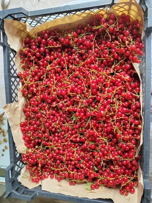Смородина красная
