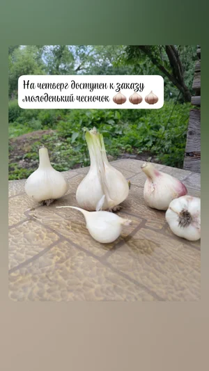 Лук зеленый