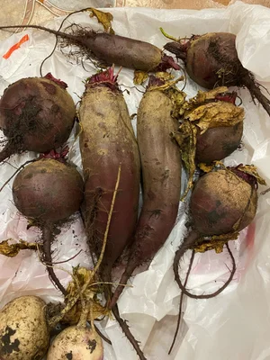 Кабачки на икру