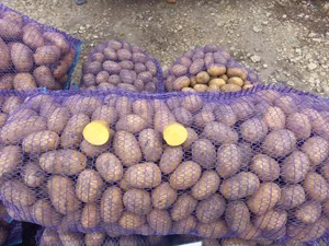 Картофель