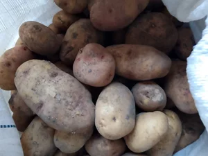 Картофель