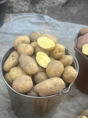 Картофель