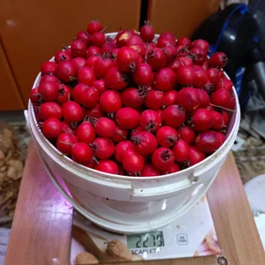 Шиповник