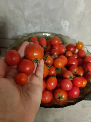 Болгарский перец