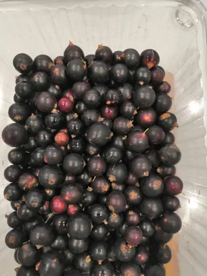 Капуста ранняя