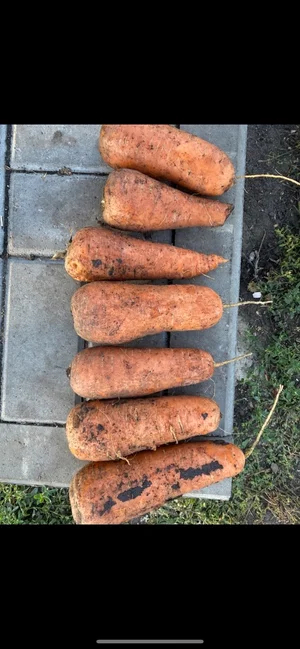 Картошка деревенская ассорти