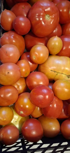 Помидоры грунтовые (остатки микса сортов)