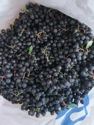 Черноплодная рябина