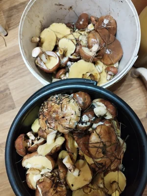 Маринованные маслята