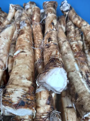 Корень хрена