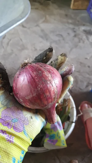 Лук репчатый, жёлтый
