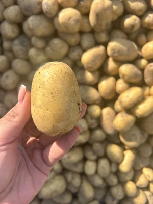 Картофель