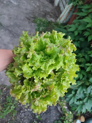 Руккола, салат, шпинат