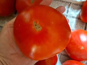Салатные помидоры старинных чижовских сортов