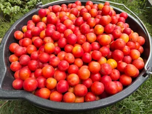 Алыча розовая крупная