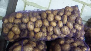 Рассыпчатая картошка, сорт Вега