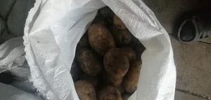 Картофель