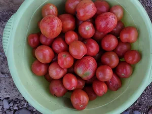 Перец болгарский круглый, паприка и мини (ассорти)