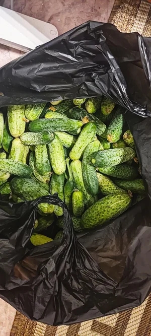 Огурцы