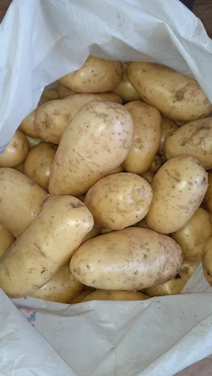 Картофель крупный