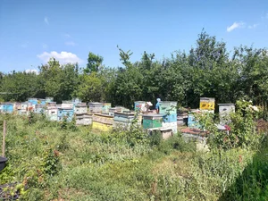 Кролики