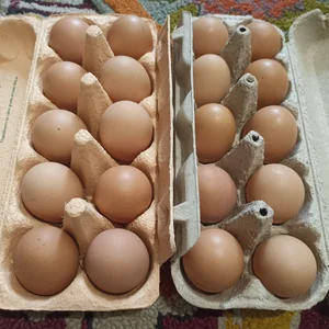 Куриные яйца средние и крупные