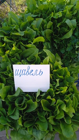 Щавель