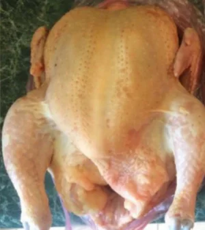 Курица