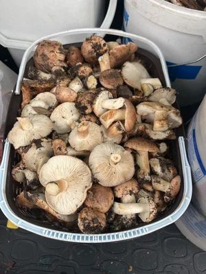 Рядовка тополевая