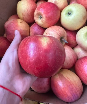 Яблоки сорт Лиголь